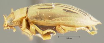 Media type: image;   Entomology 23898 Aspect: habitus lateral view